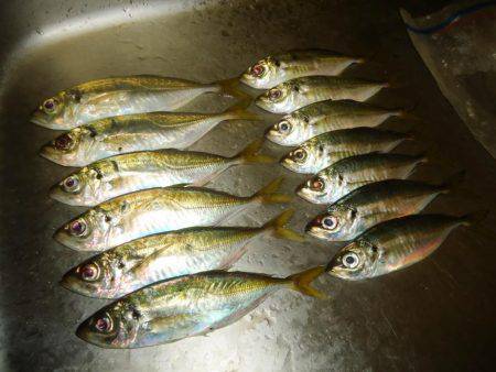 しんどいアジング