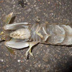 カレイが釣りたい。