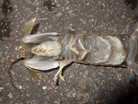 カレイが釣りたい。