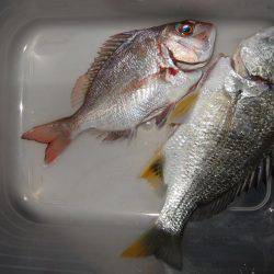 カレイが釣りたい。２