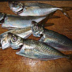 今日のタチウオは慎重。