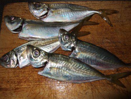 今日のタチウオは慎重。