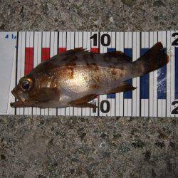 淡路島で、メバル遠征。