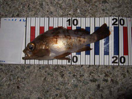 淡路島で、メバル遠征。