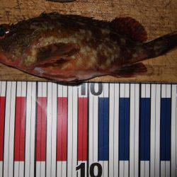 夕方のメバル狙い。