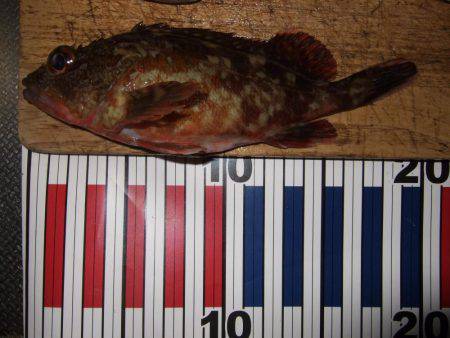 夕方のメバル狙い。