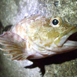 今年最後？のタチウオ釣り。