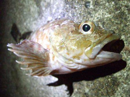 今年最後？のタチウオ釣り。