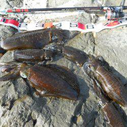 磯でアオリイカのヤエン釣り