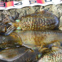 コンディション悪、磯でアオリイカのヤエン釣り