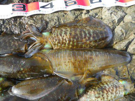 コンディション悪、磯でアオリイカのヤエン釣り