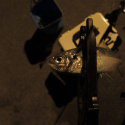 まだまだアジ居ます。