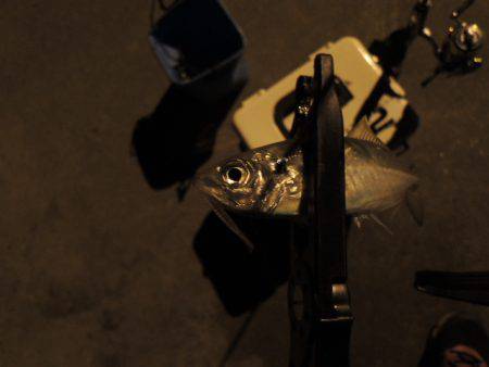 まだまだアジ居ます。