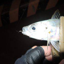 居る所と釣るタイミング