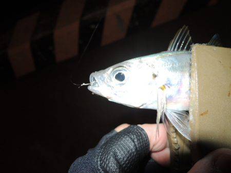 居る所と釣るタイミング