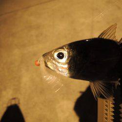 厳しくなってきた