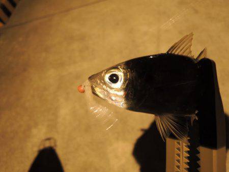 厳しくなってきた