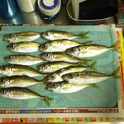 谷川でアジング