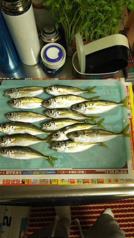 谷川でアジング