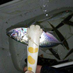 友人とアジングメバリング