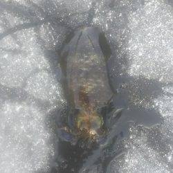 キロアップ釣りました！