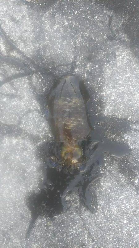 キロアップ釣りました！