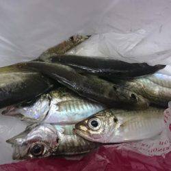 今週もアジング