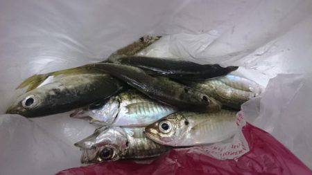 今週もアジング