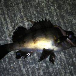 久しぶりのウキ釣り