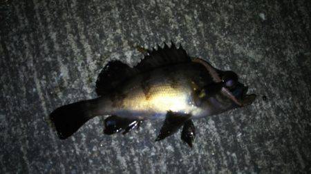 久しぶりのウキ釣り