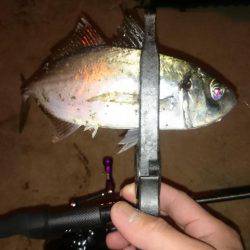 アジング釣行記