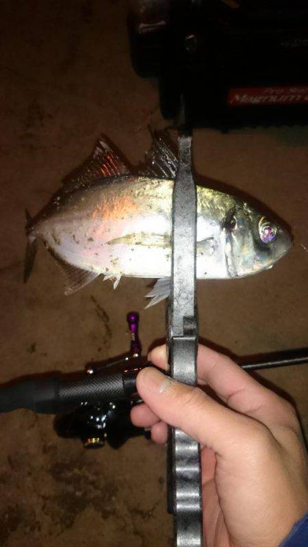 アジング釣行記