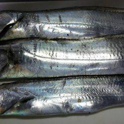 久しぶりシーバス