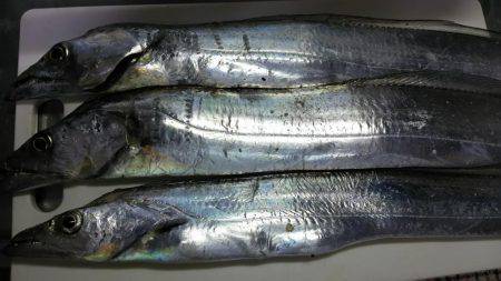 久しぶりシーバス