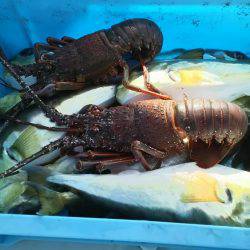 紋甲イカ&金フグ