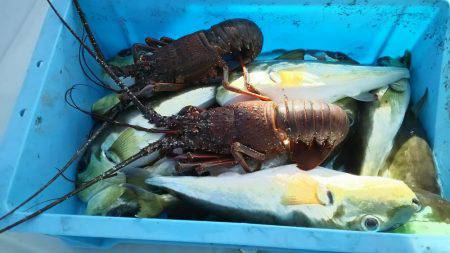 紋甲イカ&金フグ