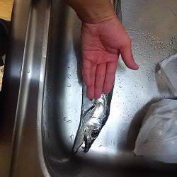 朝は春木ベランダで夜はとっとパークでタチウオ