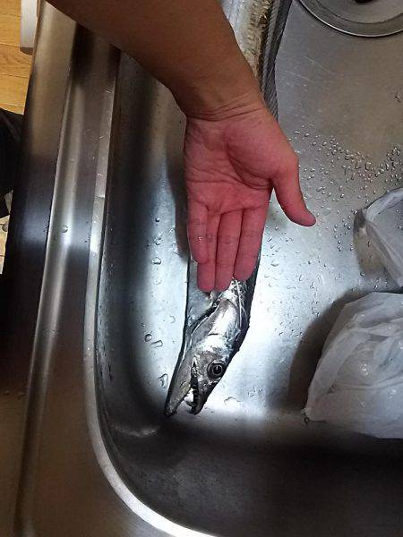 朝は春木ベランダで夜はとっとパークでタチウオ