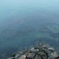 丸石港で雑魚釣り