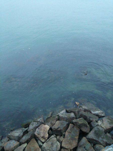 丸石港で雑魚釣り