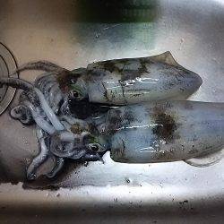 アジの泳がせ釣りでアオリイカ2杯GET