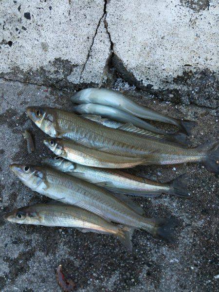 井口港でちょい投げに良型キス