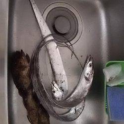 春木ベランダでタチウオ&ガシラ