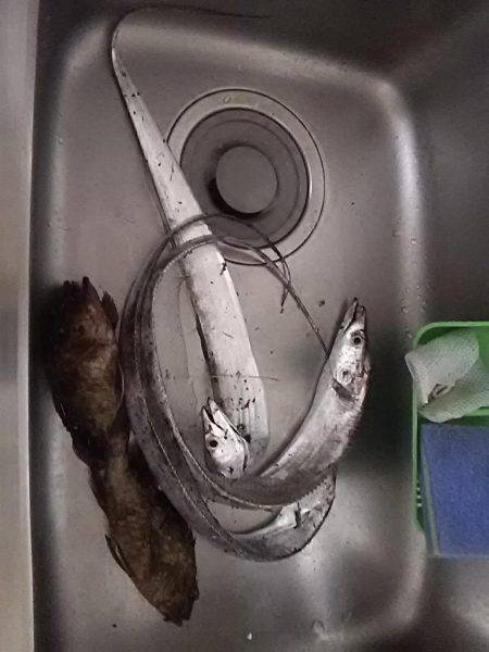 春木ベランダでタチウオ&ガシラ