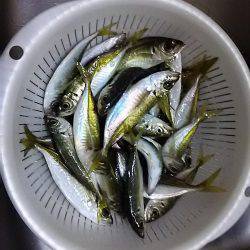 小アジ夕方じあいに入れ食い