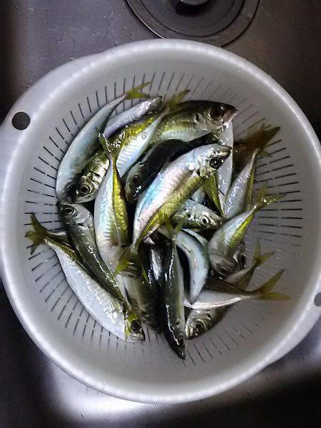 小アジ夕方じあいに入れ食い