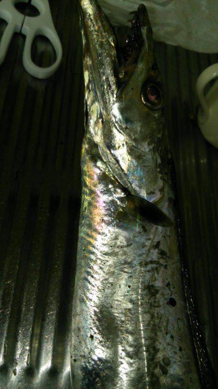 ドラゴンを求めて4