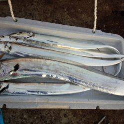 今シーズン最大111センチ。