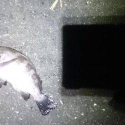 久しぶりにロック。