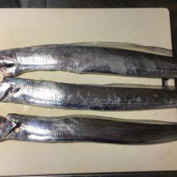 南芦屋浜タチウオ